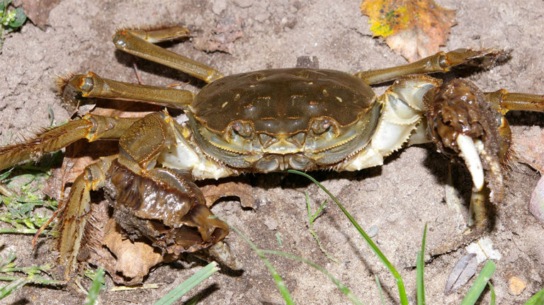 Article image for Effect of stocking density during overwintering culture of Chinese mitten crabs