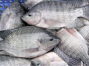 First full reference genome for a genetically improved tilapia strain could aid global food security