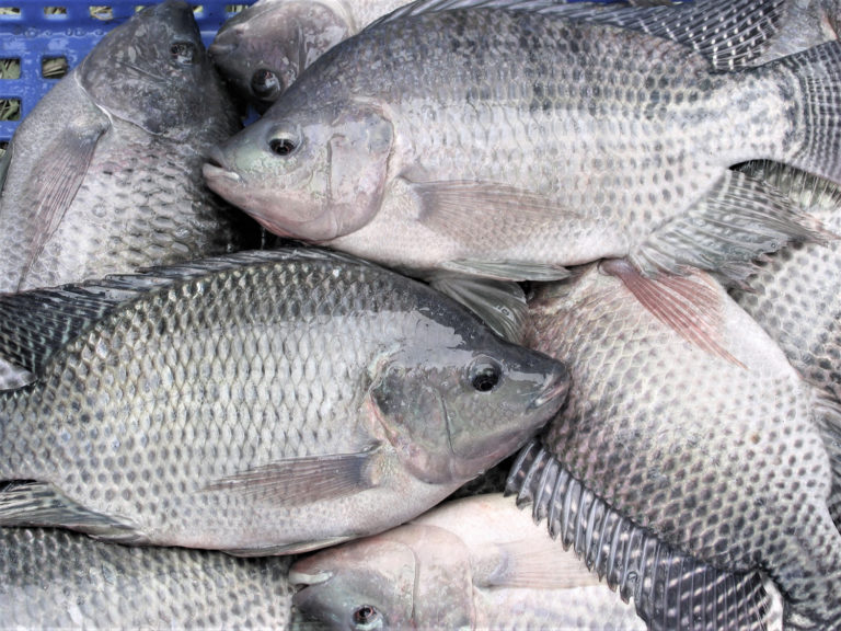 Article image for First full reference genome for a genetically improved tilapia strain could aid global food security