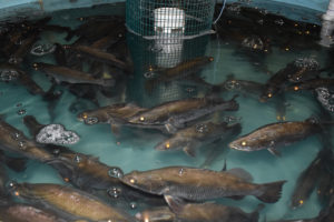 The coronavirus pandemic’s influence on aquaculture priorities