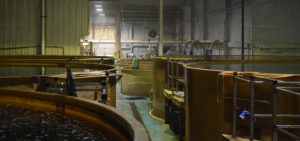 pandemia de coronavirus