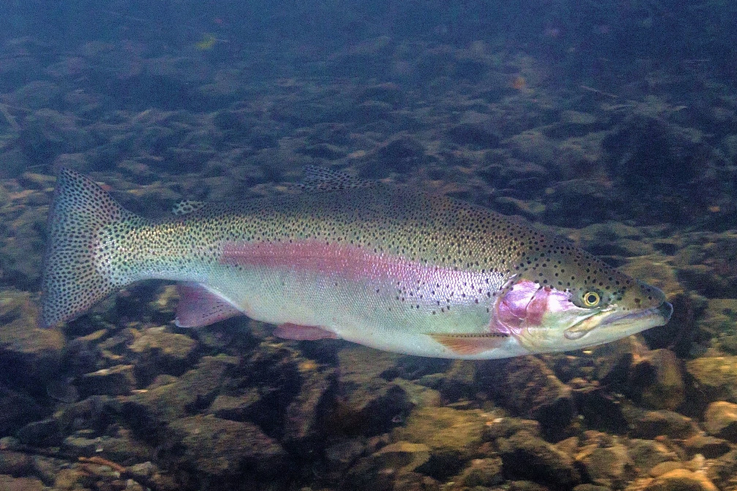 Prediction of freshness indicators in rainbow trout fillets - Responsible  Seafood Advocate
