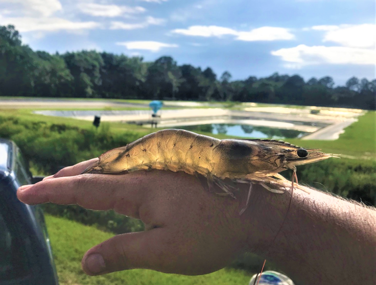 Article image for Acoustic feedback improves automated feeding systems for shrimp