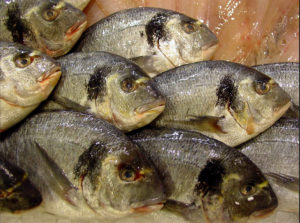 Combined effects of nutritional, biochemical, environmental stimuli on gilthead sea bream