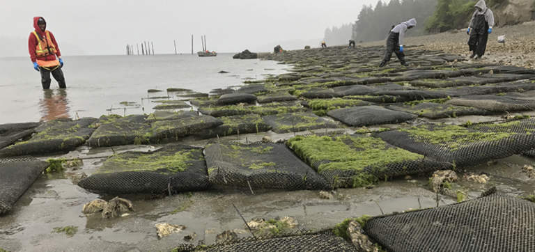 Article image for COVID-19 has the West Coast shellfish sector on hold  