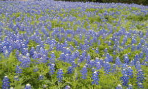 Evaluating lupin seed meal in feeds for Pacific white shrimp