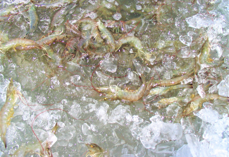 Article image for Ice water treatment impacts on peeling time, meat quality of Pacific white shrimp