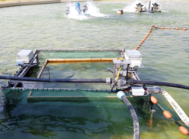 Article image for Fish sorting technology firm aims to modernize farms