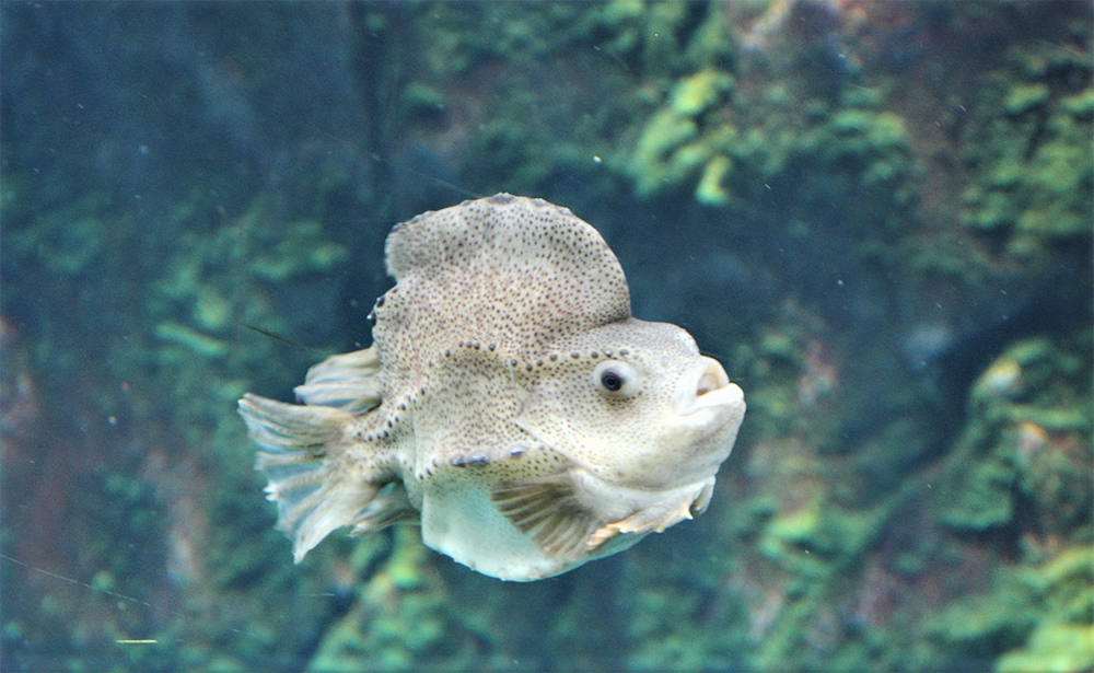 Article image for Lumpfish production in RAS with various water treatments