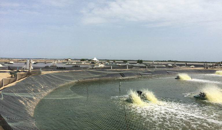 Article image for India’s shrimp industry adapts to COVID-19 restrictions