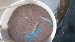 crecimiento compensatorio