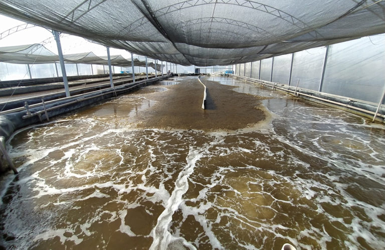 Article image for Evaluating compensatory growth in Pacific white shrimp in a biofloc system