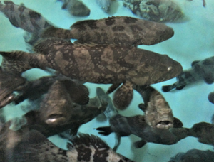 Replacing fishmeal with soy protein concentrate in juvenile pearl gentian grouper diets