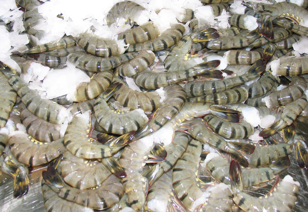 Article image for Effects of red seaweed extracts on shelf life of black tiger shrimp