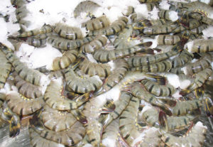 Effects of red seaweed extracts on shelf life of black tiger shrimp