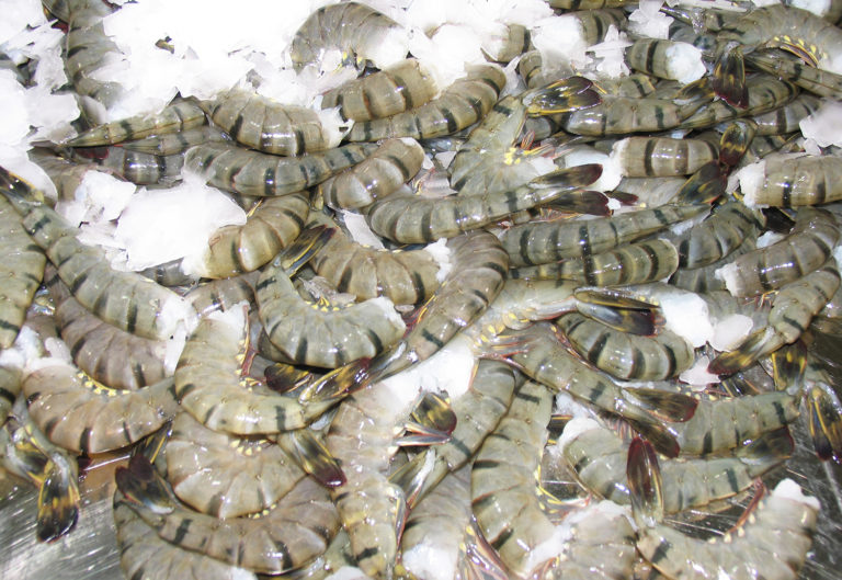 Article image for Effects of red seaweed extracts on shelf life of black tiger shrimp