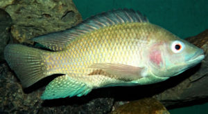 Development of Lactococcus garvieae autovaccine for Nile tilapia