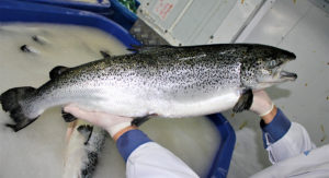 superchilling whole Atlantic salmon