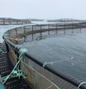Net gains in aquaculture net technology