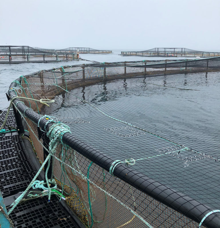 Article image for Net gains in aquaculture net technology
