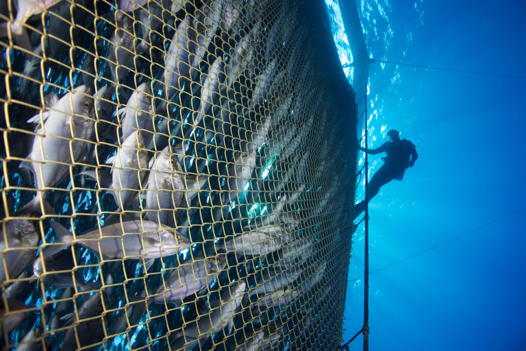 Article image for With executive order in hand, will USA get in the aquaculture game?
