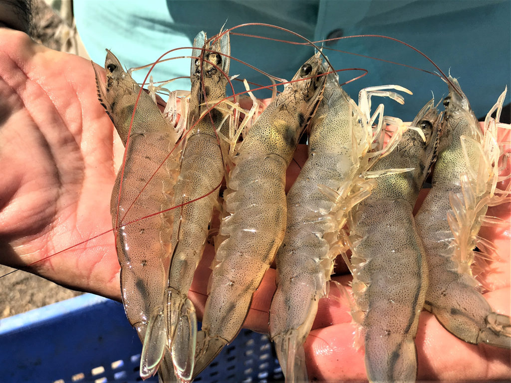 Article image for In vitro protein digestibility of a microbial-enhanced protein for juvenile white shrimp