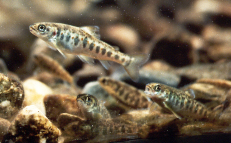 Article image for Effect of juvenile Atlantic salmon diets with different levels of PUFAs