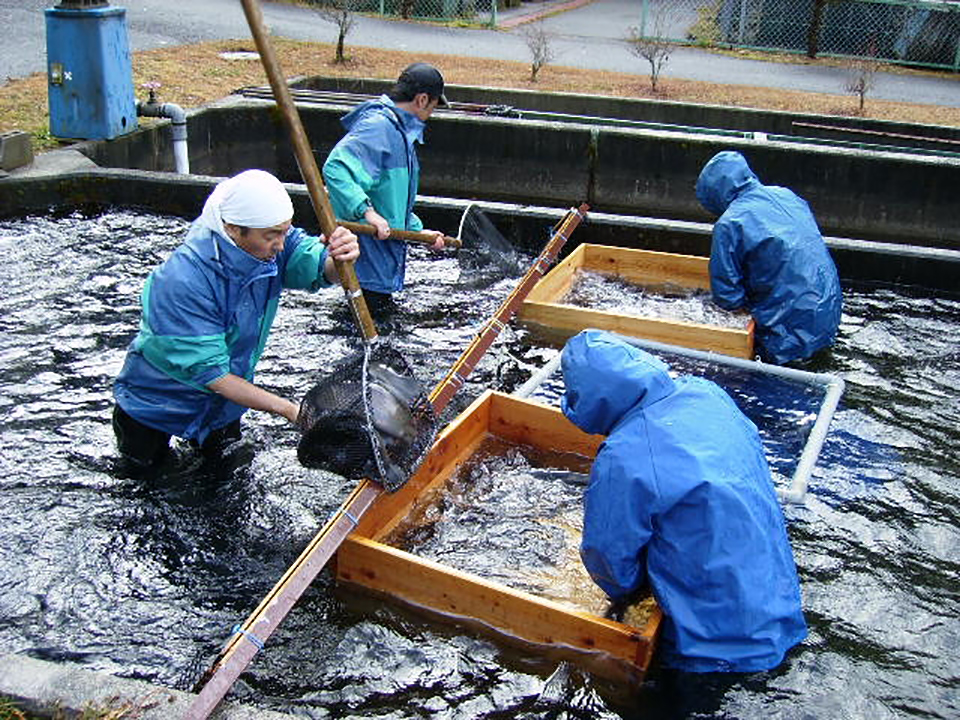 Provenance underpins branding of Japan’s Shinshu salmon Responsible