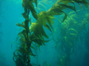 kelp and maize
