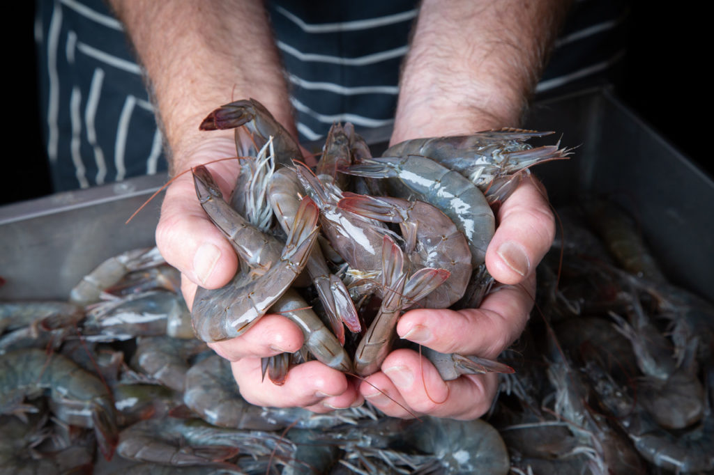 Article image for Ascending U.K. prawn farms now riding out the coronavirus storm