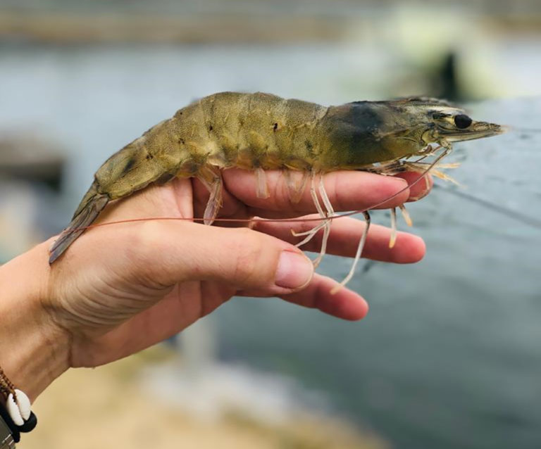 Article image for Evaluation of a fishmeal analog in biofloc culture of Pacific white shrimp