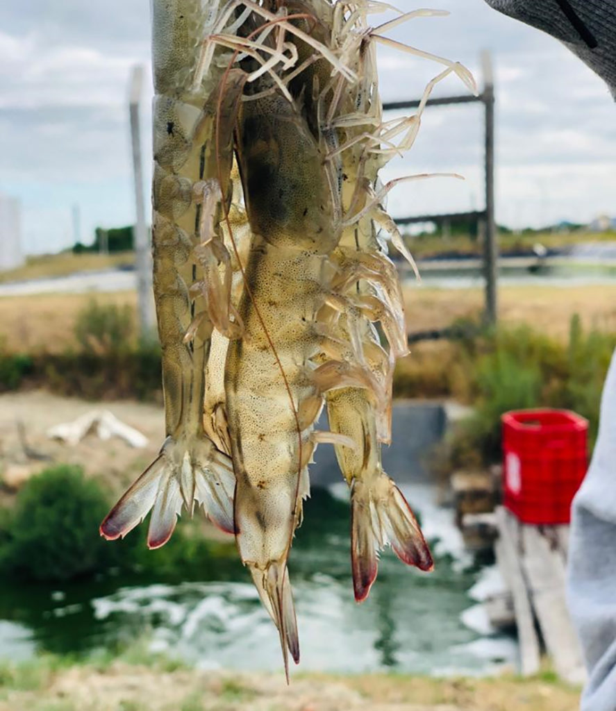 Article image for Evaluación de un análogo de harina de pescado en cultivo biofloc de camarones blancos del Pacífico