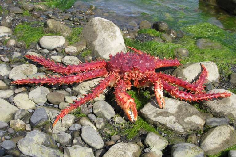 Article image for Evaluating physiological, energetic, nutritional requirements of southern king crab
