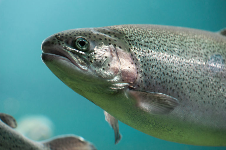 Article image for U.S. seafood groups want independent review of Washington’s ban on steelhead farms