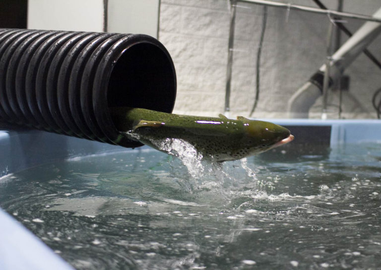 Article image for Los esfuerzos para abordar los sabores desagradables en peces de RAS están fuera de serie