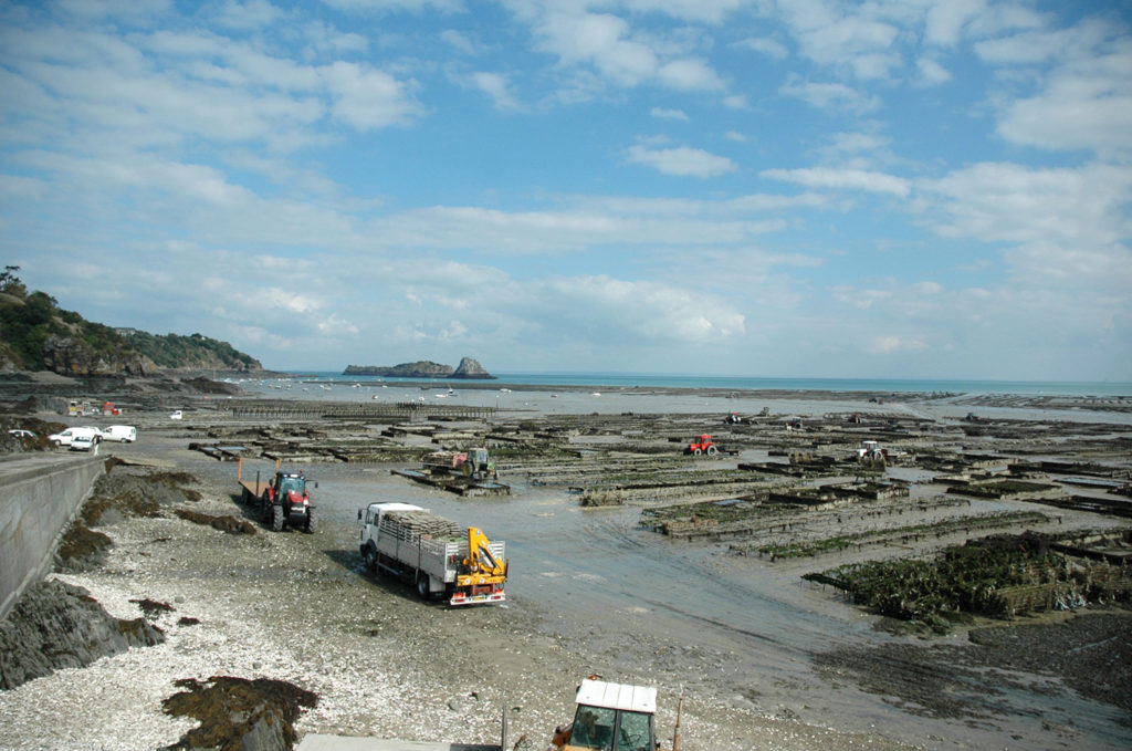 Article image for Identifying global opportunities for shellfish, seaweed aquaculture