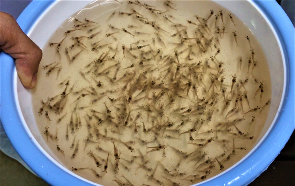 Article image for Assessing effects of long-term pH stress to Pacific white shrimp juveniles