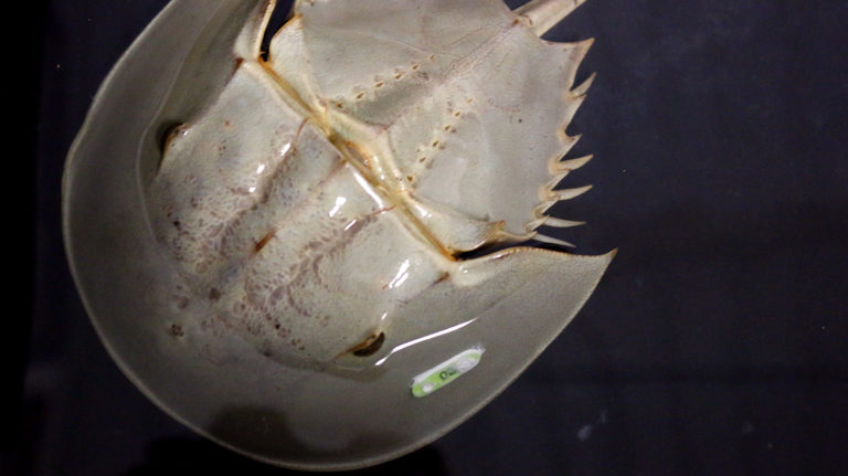 Article image for ¿Pueden los cangrejos herradura ayudar a la causa del COVID-19?