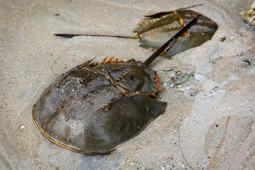 Article image for Can farming horseshoe crabs help the COVID-19 cause?