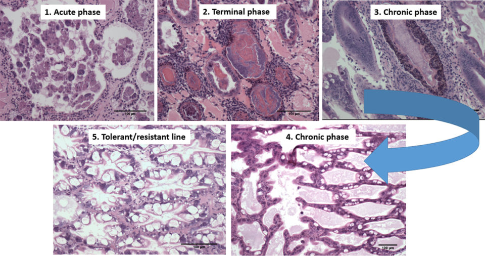 Fig. 5. Evolution of the pathology of AHPND in Latin America, with microphotographs of the tubules of hepatopancreas of affected animals, from the acute phase (1), to the terminal phase, to the chronic phase, and eventually to the tolerant/resistant line.