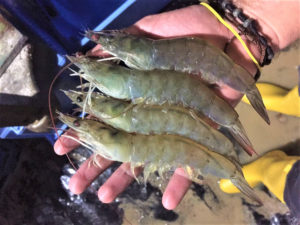 competencia por alimento