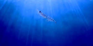 Can a diet that includes Antarctic krill improve sea bream larvae survival?