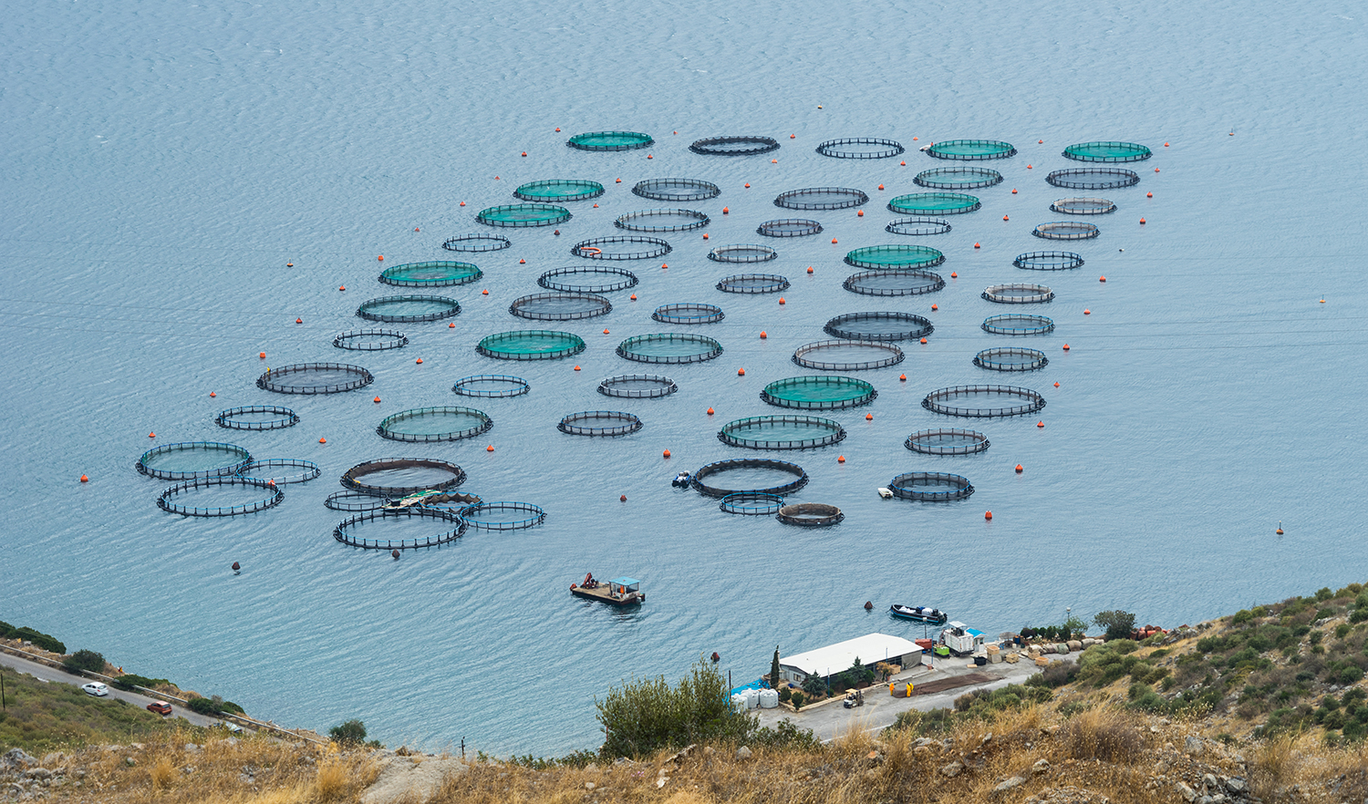 Evaluating passive acoustic telemetry to monitor gilthead sea bream ...