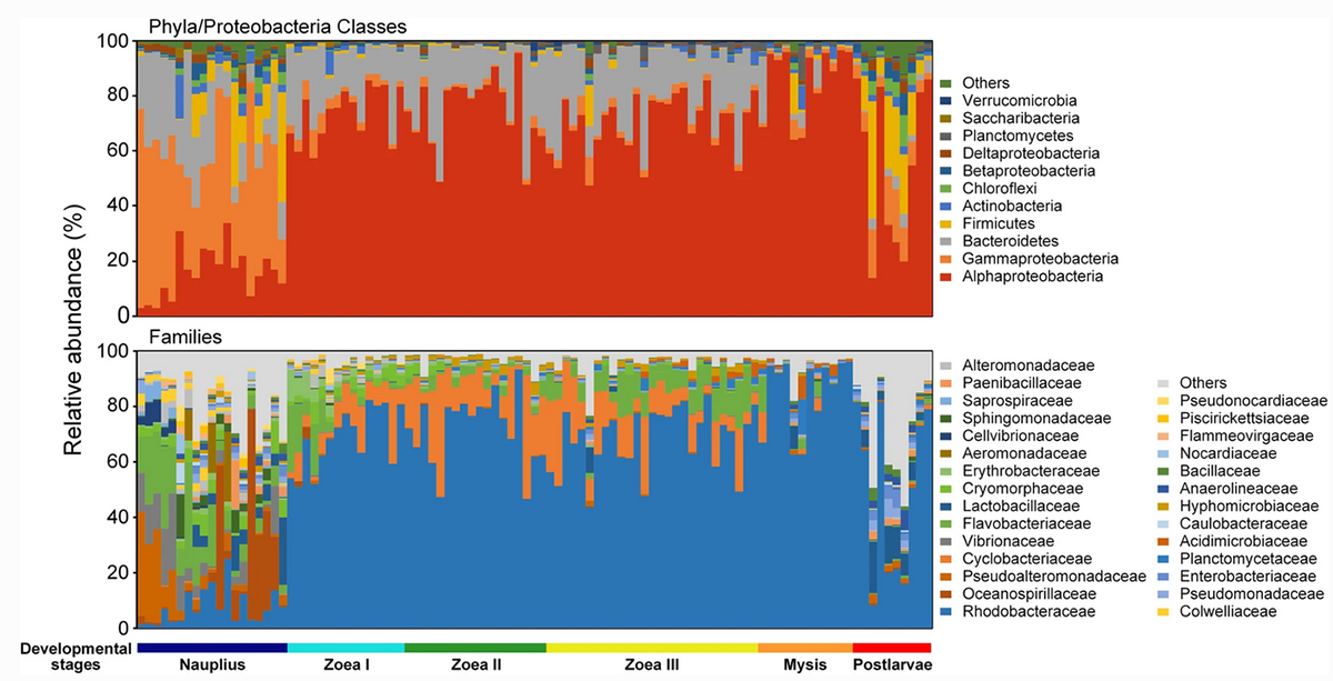 Dynamics of bacterial communities in Pacific white shrimp larvae ...