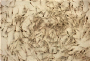 bacterial communities