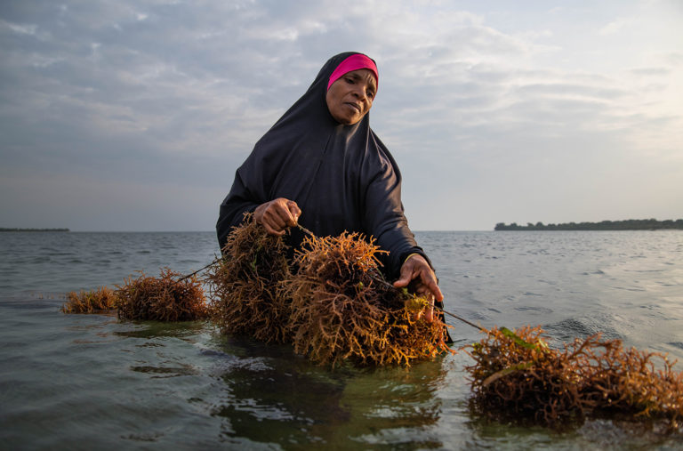 Article image for For seaweed farmers in Zanzibar, a chance for real growth