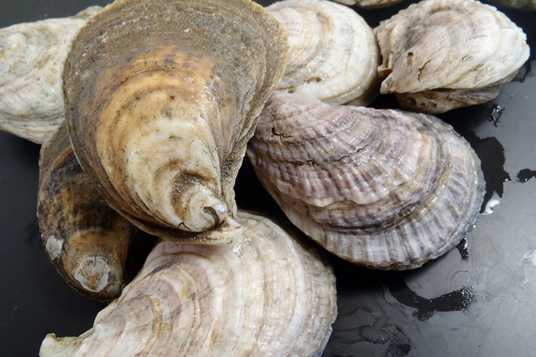 Article image for Investigating the potential for domestication selection in the Eastern oyster