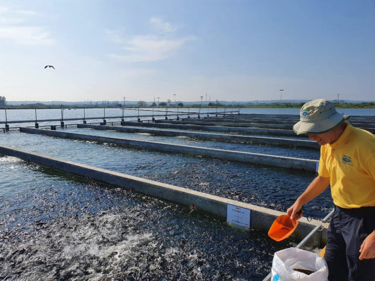 Article image for Evaluating commercial, intensive production of Nile tilapia in IPRS