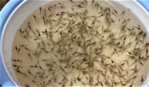 Evaluating plant protein sources replacing fishmeal in juvenile white shrimp diets