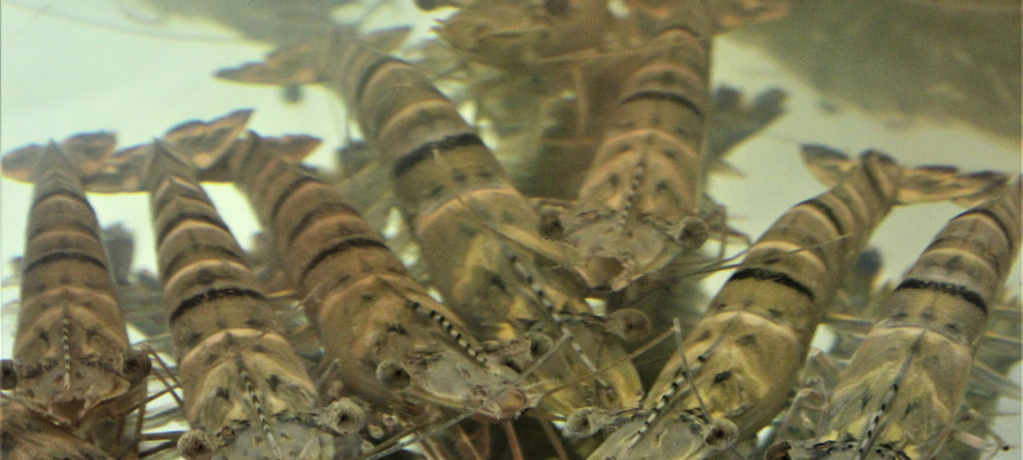 exclusión competitiva de patógenos